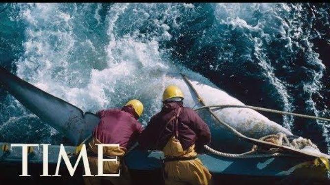 Japan Considers Leaving The International Whaling Commission To Resume Commercial Hunts