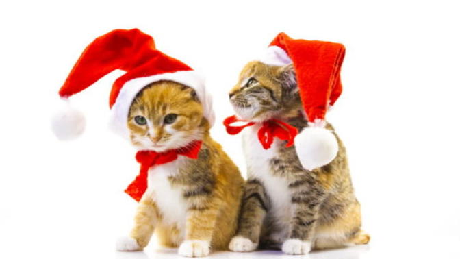 Christmas Cats!