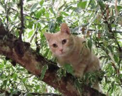 Cat Stuck In A Tree/Christmas Miracle!