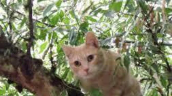 Cat Stuck In A Tree/Christmas Miracle!