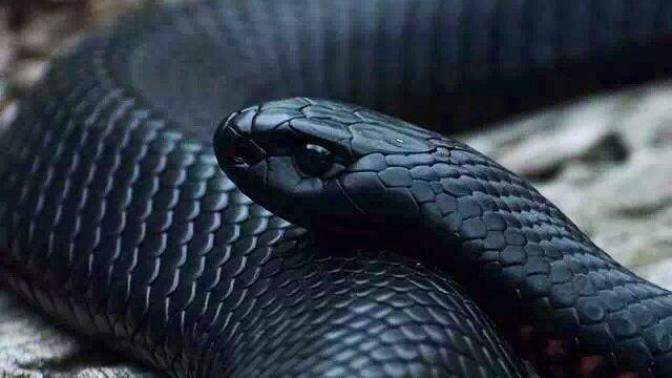 An Animal Describes My Personality
