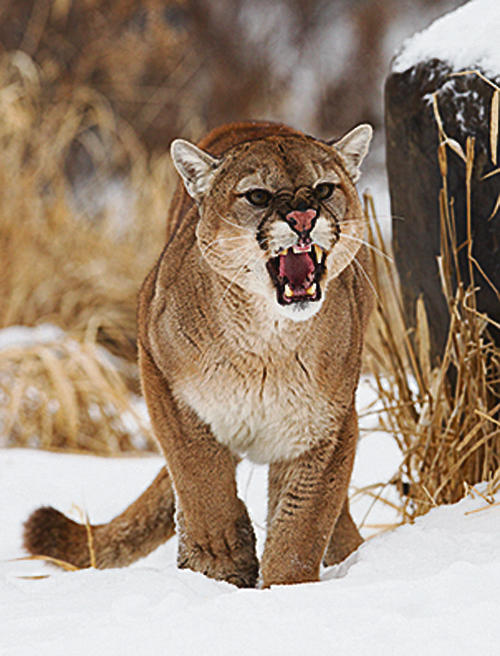 A Puma/Mountain lion