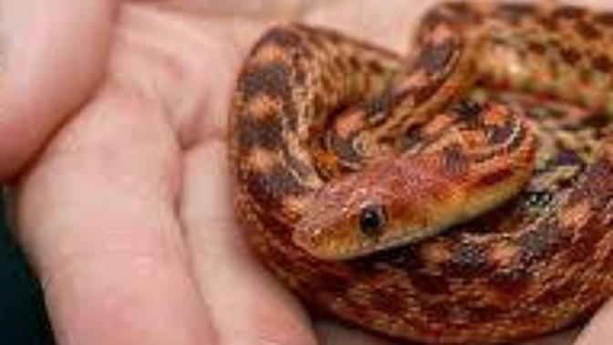 Pet Snakes FAQs
