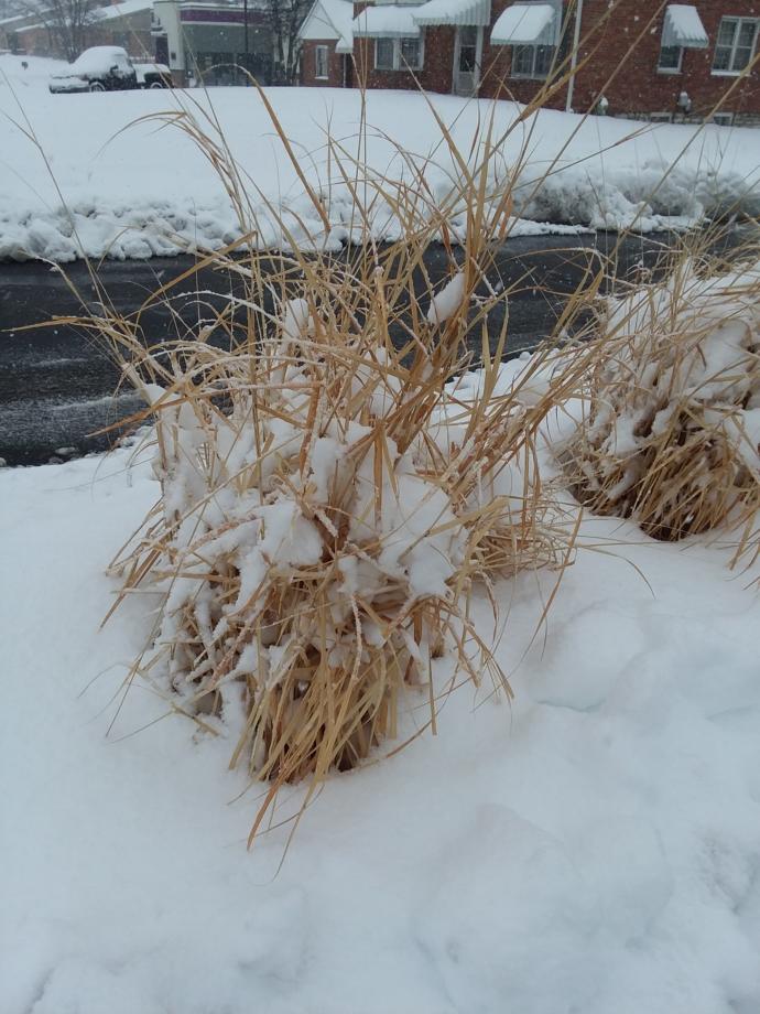 This grass was my favorite image while walking