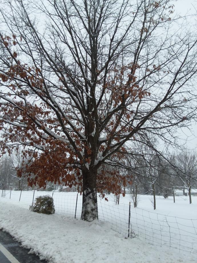 The only tree with colored leaves left