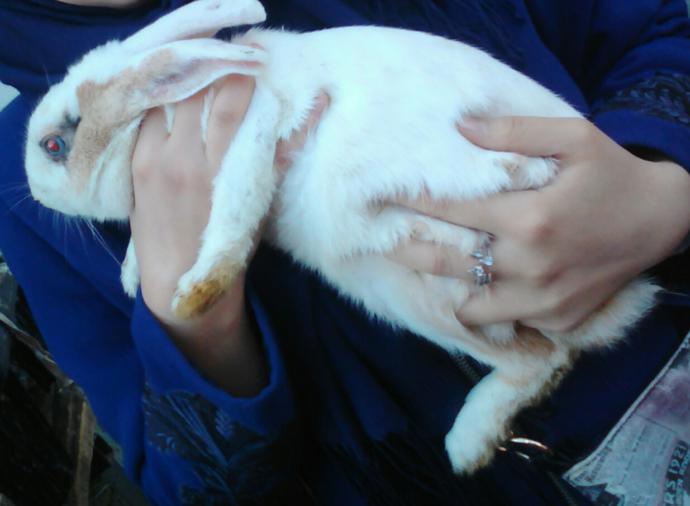 he was trying to escape .. bad bunny