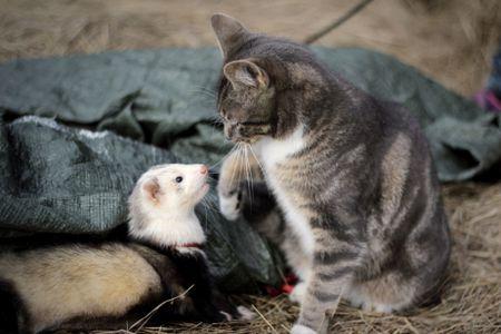 Pets i've always wanted to have