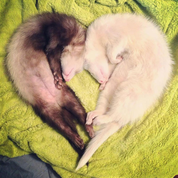 Pets i've always wanted to have