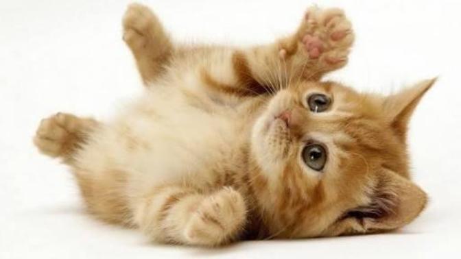 Pets I've Always Wanted To Have