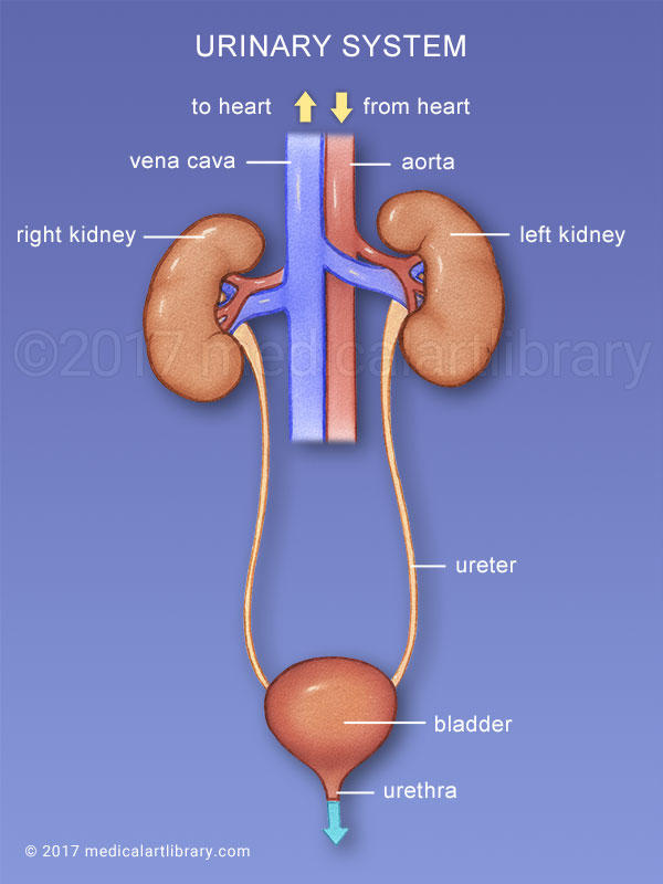 It's time we talk about UTIs or Urinary Tract Infections