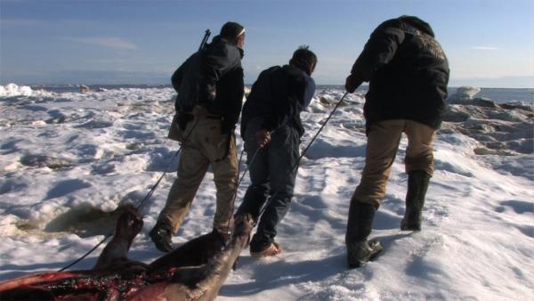 People who want the Seal Hunt in Northern Canada and Alaska to stop are saying they want the native population to starve and freeze to death.