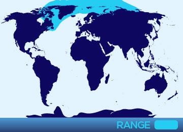 People who want the Seal Hunt in Northern Canada and Alaska to stop are saying they want the native population to starve and freeze to death.