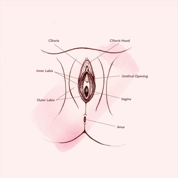 Anatomy of the vagina