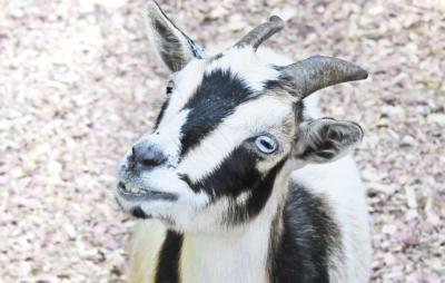 My Funniest GAG Answers pt.1