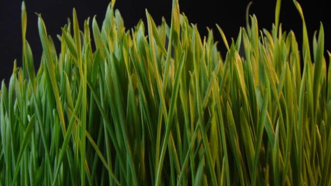 So grass exists