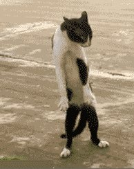 Let's dance on gag