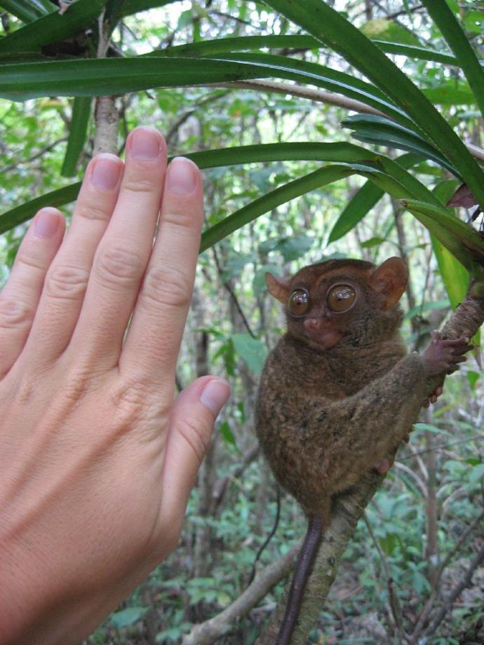 Philippine Tarsier in Bohol