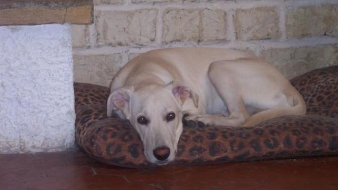 A little personal take, about my dog. Because I need to vent.