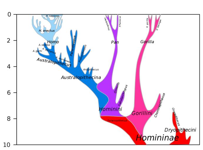 Delineating Humans And Apes
