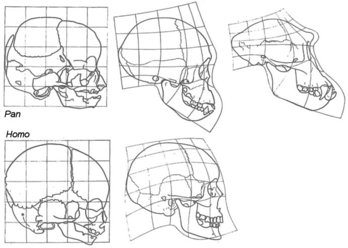 Delineating Humans And Apes