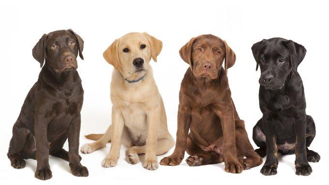 Labrador Retrievers come in several varieties, the most common of which appear to be chocolate and black labs