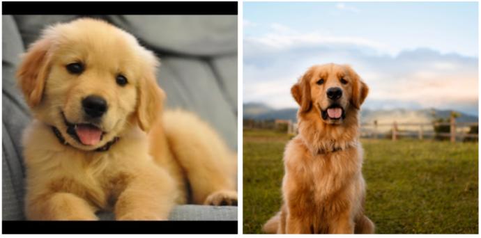 Golden Retrievers are little bundles of golden joy and energy