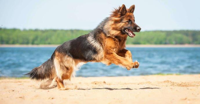 The German Shepherd is a loyal companion and a great family pet