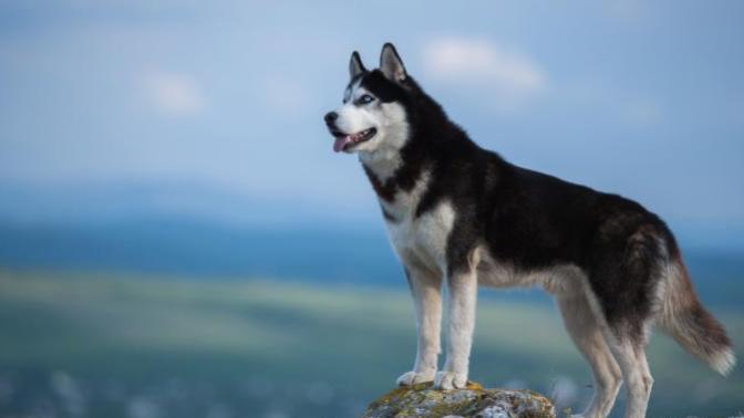 My Take on a Few of the Best Breeds of Dog for Families