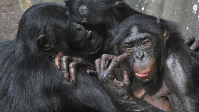 This shouldn't need saying, but apparently it does. Humans are not dogs. [On Alphas]