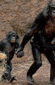 This shouldn't need saying, but apparently it does. Humans are not dogs. [On Alphas]