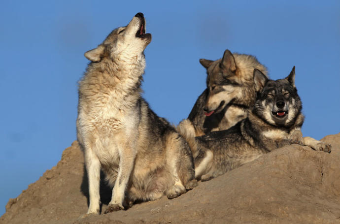 This shouldn't need saying, but apparently it does. Humans are not dogs. [On Alphas]