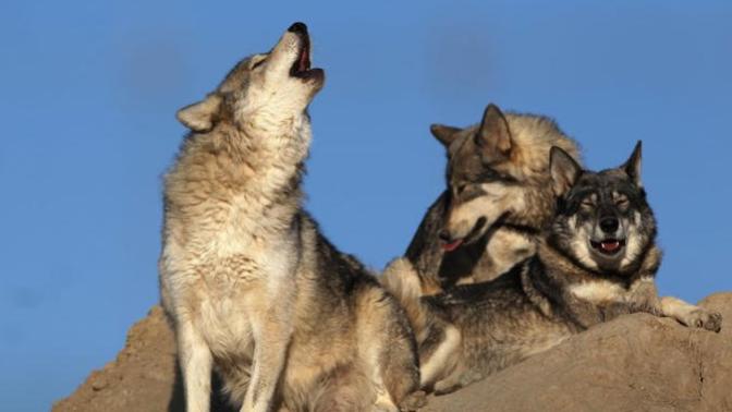 This shouldn't need saying, but apparently it does. Humans are not dogs. [On Alphas]