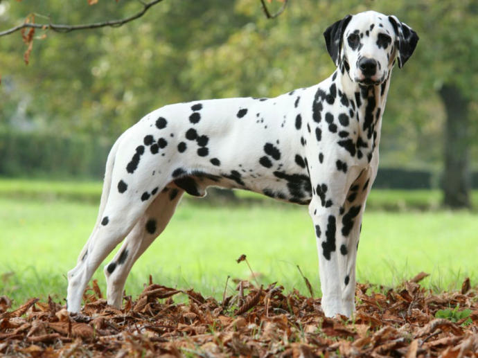 Dog Types And Properties