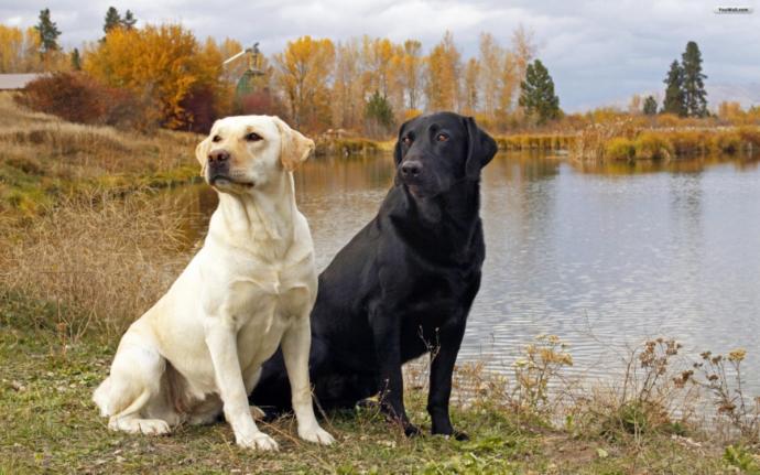 Dog Types And Properties