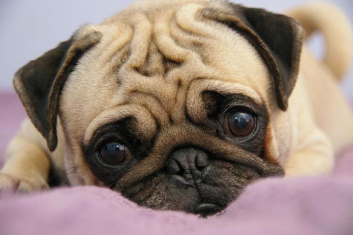 Dog Types And Properties