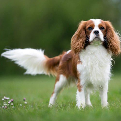 Dog Types And Properties