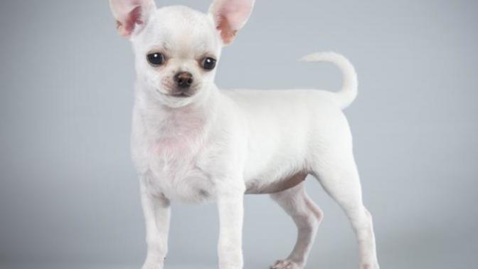 Dog Types And Properties