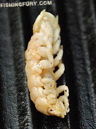 It's okay I think it's dead. And people eat stuff like this.