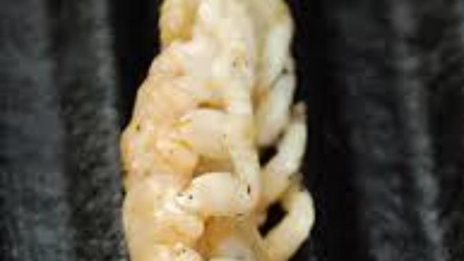 The cute little Crustacean that takes the cake for being the most disgusting creature on the planet.