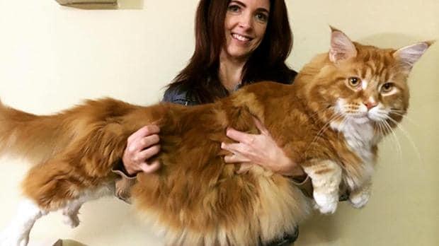 Cat Types And Properties