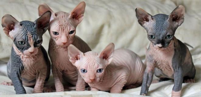 Cat Types And Properties