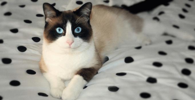 Cat Types And Properties