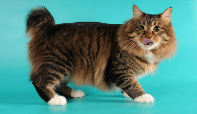 Cat Types And Properties