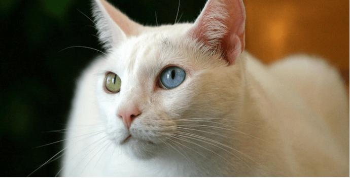 Cat Types And Properties