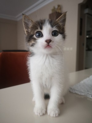 Cat Types And Properties