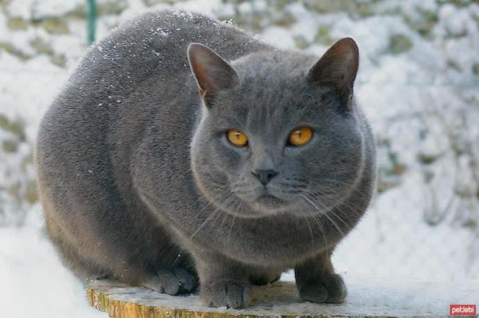 Cat Types And Properties