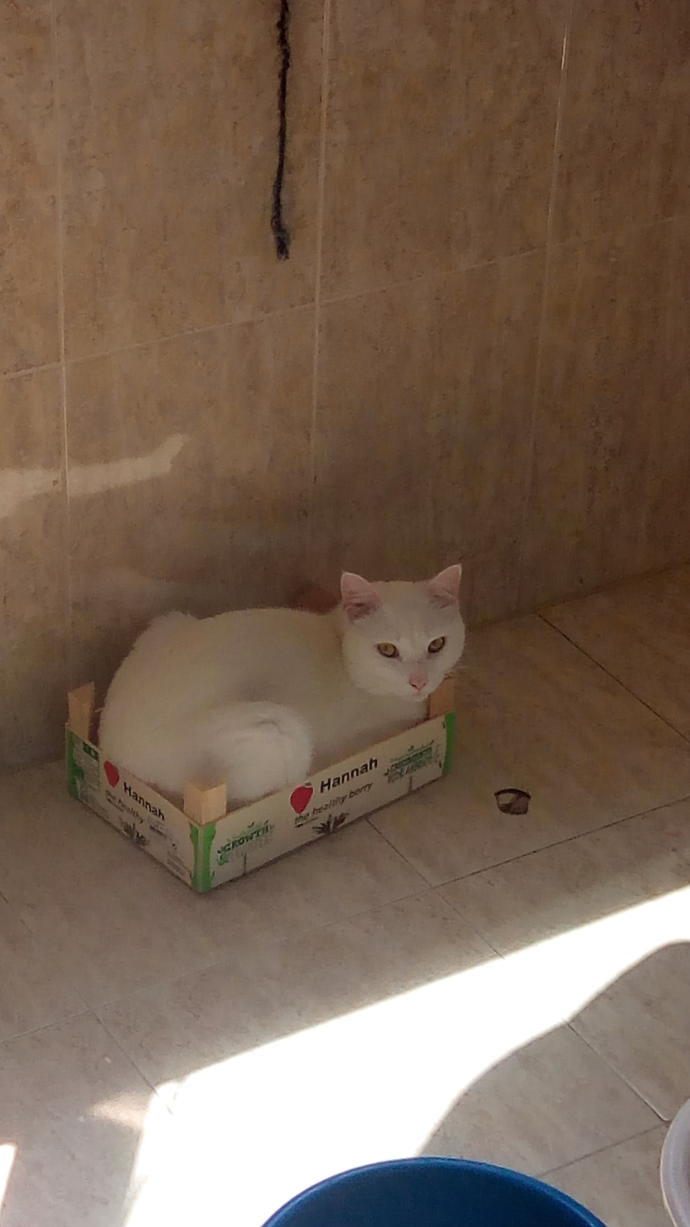 Cat Types And Properties