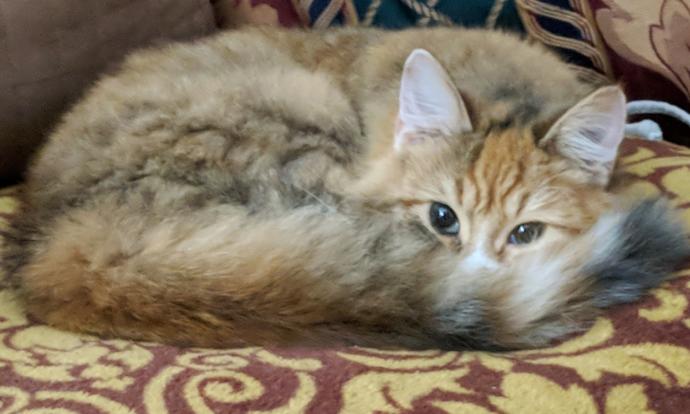 Cat Types And Properties