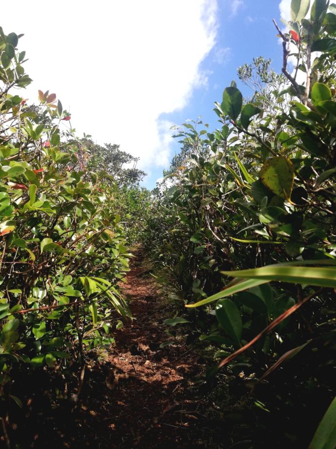 Guava trees