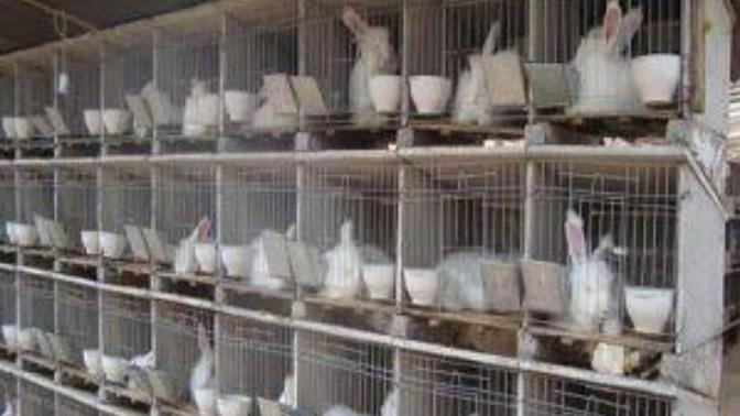 How to Farm Rabbits for Meat and Manure